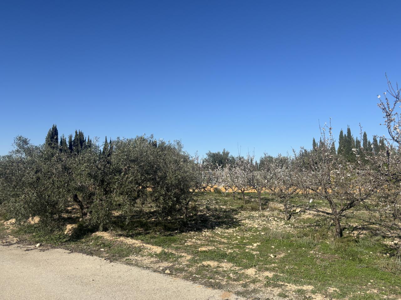  Magnífica parcela en Pliego( Murcia) Ref. 226