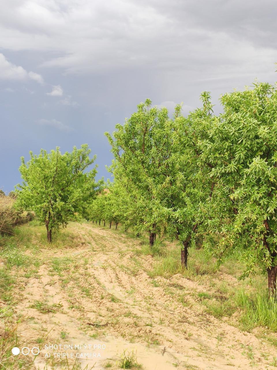  Excelente parcela prxima al pueblo de Pliego (Murcia)